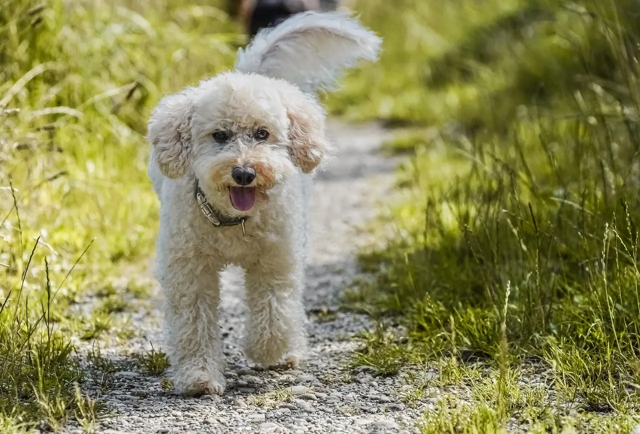 Lille hvid hund på en grøn sti