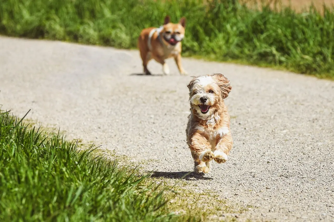 En lille lysebrun hund løber på en sti med en anden hund i baggrunden